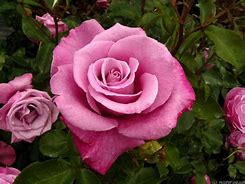 Image result for Candy Rosa Plum