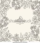 Image result for Camphor Tree Leaves Vector