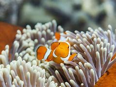 Image result for Clownfish Fry Food