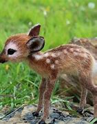 Image result for 10 cutest animals