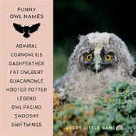 Image result for Owl Names