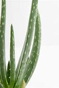 Image result for Mini Aloe Vera Plant