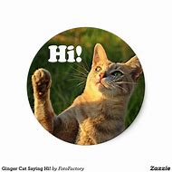 Image result for Cat OH Hi