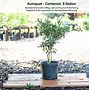 Image result for Kumquat Citrus Fruit Tree