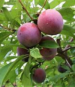 Image result for Hollywood Plum Tree