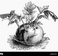 Image result for Kohlrabi Drawing