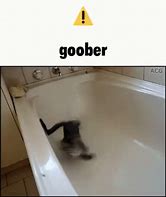 Image result for Goober Cat PFP