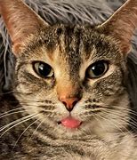 Image result for Sick Cat with Feline Leukemia