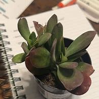 Image result for Kalanchoe Little Dragon