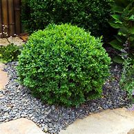 Image result for English Boxwood Shrubs