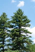 Image result for Full-Grown White Pines