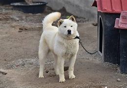 Image result for Korean Yellow Dog