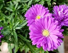 Image result for Dark Purple Aster