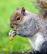 Image result for Squirrel