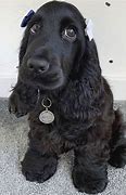 Image result for Brown English Cocker Spaniel