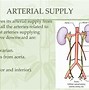 Image result for Abdominal Ureter