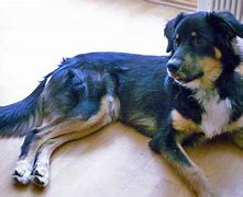 Image result for Lab Mix Australian Shepherd Brindle