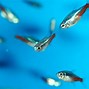 Image result for Tetra Fish Eggs