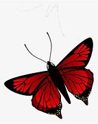 Image result for Red and Black Butterfly Drawings