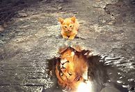 Image result for Kitten Lion Reflection in Water