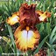 Image result for Bearded Iris by Name