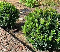 Image result for How to Grow Buxus Plants