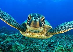 Image result for Animales Ocean