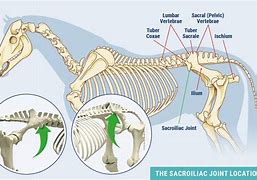 Image result for Interosseous Ligament