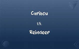 Image result for Difference in Caribou and Reindeer