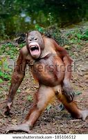 Image result for Orangutan Picture Funny Monkey