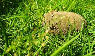 Image result for Stone Steos in Grass