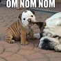 Image result for English Bulldog Memes