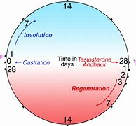 Image result for Prostate Biology