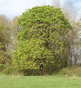 Image result for California Maple Tree