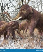 Image result for Mammoth Mummy