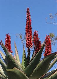 Image result for Aloe Vera Plant Flower