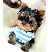 Image result for Cute Little Puppy Teacup Yorkie