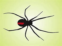 Image result for Spider Vector Art