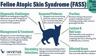 Image result for Feline Skin Disease