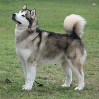 Image result for Alaskan Huskies Dogs