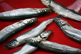 Image result for Ikan Capelin