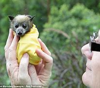 Image result for Baby Bat On Outside of Window