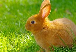 Image result for Rabbit Desktop