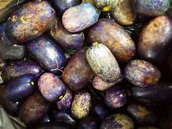 Image result for Egyptian Pear