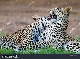 Image result for Leopard Cubs Playing