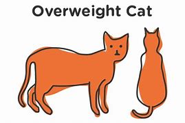 Image result for Underweight Cat