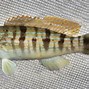 Image result for Saltwater Perch