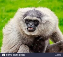 Image result for Gibbon Monkey Game