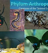 Image result for Arthropoda Phylum Tree