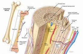 Image result for Inside Bone Labeled